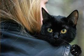 Погостила родня и осудила: “О коте больше переживаешь, чем о людях. Тьфу слушать” post thumbnail image